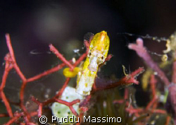 manado,yellow pigmey sea horse,nikon d2x 60 mm macro by Puddu Massimo 